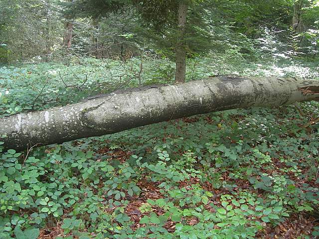 Le colline prodigiose della valle del Leimental